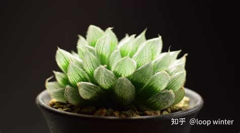 玉露多肉植物|从入门到精通，玉露品种介绍